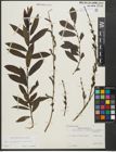 Foto von Salix purpurea L. x Salix viminalis L.